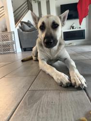 Found/Stray Male Dog last seen Construction Zones, El Paso, TX 79938
