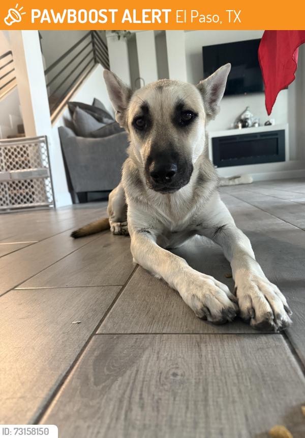 Found/Stray Male Dog last seen Construction Zones, El Paso, TX 79938