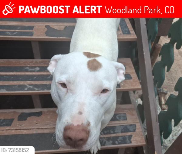 Lost Female Dog last seen Us hwy 24 peak view park, Woodland Park, CO 80863