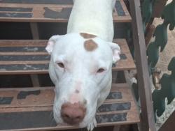 Lost Female Dog last seen Us hwy 24 peak view park, Woodland Park, CO 80863