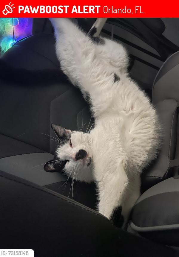 Lost Male Cat last seen Hidden Valley, Parkside, Lake Buena Vista, Orlando, FL 32824
