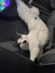 Lost Male Cat last seen Hidden Valley, Parkside, Lake Buena Vista, Orlando, FL 32824