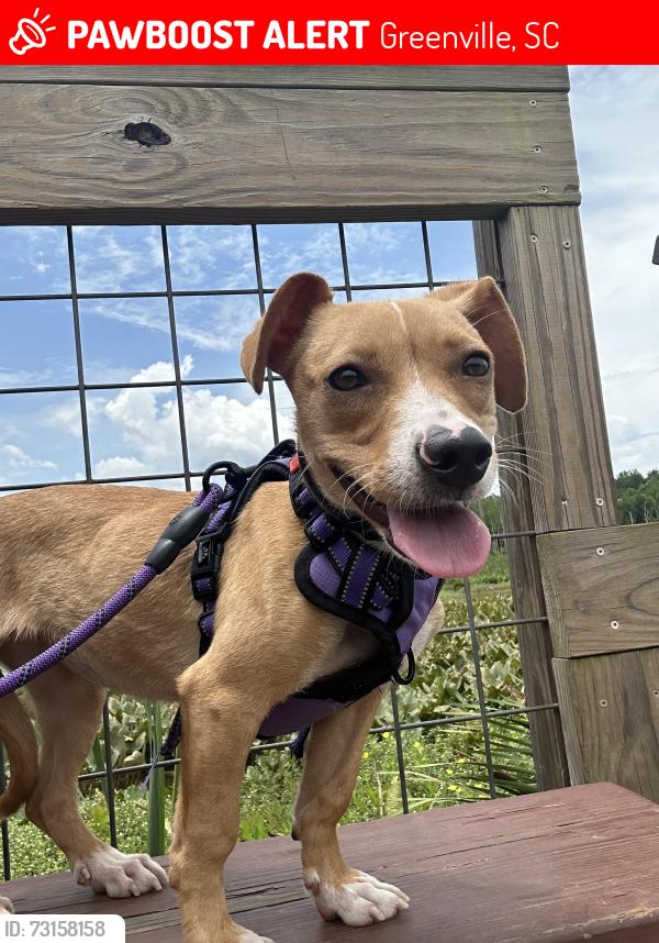 Lost Female Dog last seen Edwards rd, Greenville, SC 29609