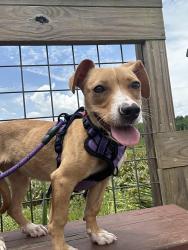 Lost Female Dog last seen Edwards rd, Greenville, SC 29609