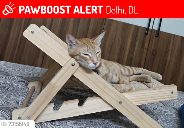 Lost Female Cat last seen Near my hse - 11 Block Tilak Nagar, Delhi, DL 110018