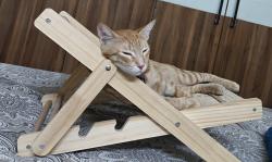 Lost Female Cat last seen Near my hse - 11 Block Tilak Nagar, Delhi, DL 110018