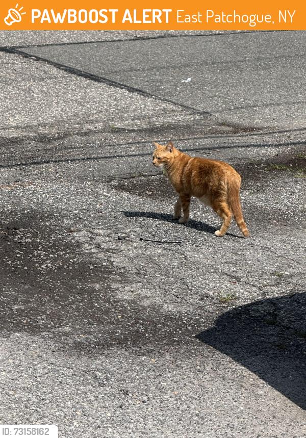 Found/Stray Unknown Cat last seen South Country, East Patchogue, NY 11772