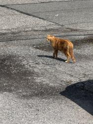 Found/Stray Unknown Cat last seen South Country, East Patchogue, NY 11772