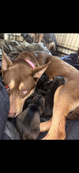 Lost Female Dog last seen Wyoming st division st, Wilkes-Barre, PA 18706