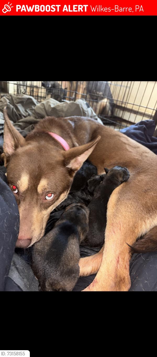 Lost Female Dog last seen Wyoming st division st, Wilkes-Barre, PA 18706