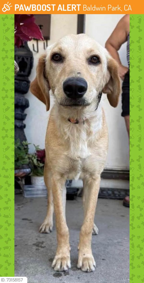 Found/Stray Female Dog last seen Near Kaiser Permanente Baldwin park, Baldwin Park, CA 91706
