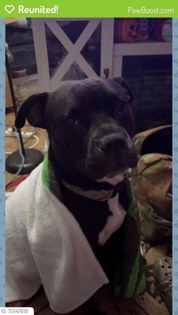 Reunited Female Dog last seen Boger & W Statesville Ave, Mooresville, NC 28115