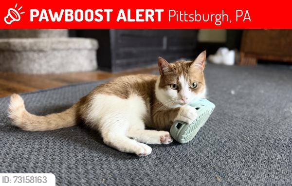 Lost Male Cat last seen Dawson and Sprague, Pittsburgh, PA 15202