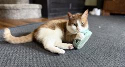Lost Male Cat last seen Dawson and Sprague, Pittsburgh, PA 15202