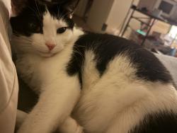 Lost Female Cat last seen Audubon Ave & Woodpecker, Hybla Valley, VA 22306