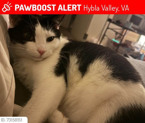 Lost Female Cat last seen Audubon Ave & Woodpecker, Hybla Valley, VA 22306