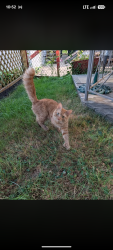 Found/Stray Male Cat last seen Walnut and Webster Street NH, Manchester, NH 03104