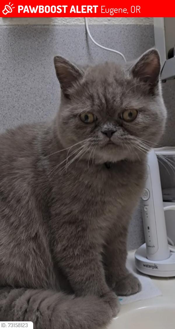 Lost Male Cat last seen TANEY ST. & ROYAL AVE., Eugene, OR 97402