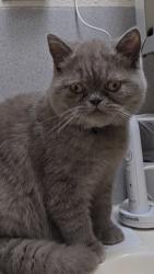 Lost Male Cat last seen TANEY ST. & ROYAL AVE., Eugene, OR 97402