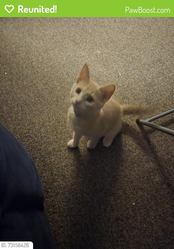 Reunited Female Cat last seen Cumberland st, Springfield, MA 01107