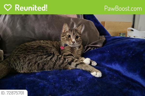 Reunited Female Cat last seen Near Elmhurst Pl, Pueblo, CO 81004