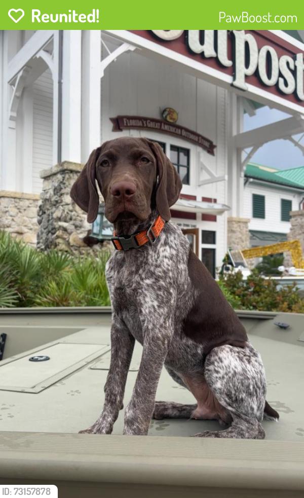Reunited Male Dog last seen ronald regan park, Lawrenceville, GA 30046