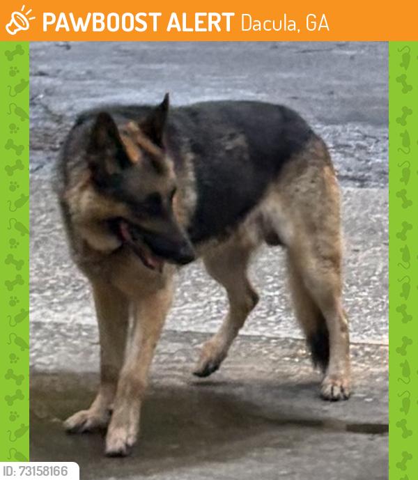 Surrendered Unknown Dog last seen Ewing Chapel between New Hope & Givens, Dacula, GA 30019