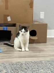 Lost Male Cat last seen Nash Road, Chesterfield, VA 23832