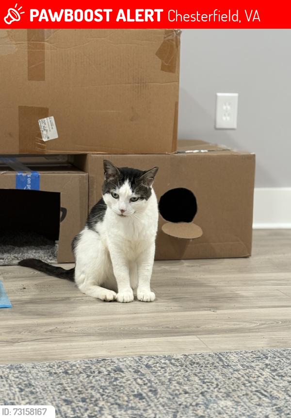 Lost Male Cat last seen Nash Road, Chesterfield, VA 23832