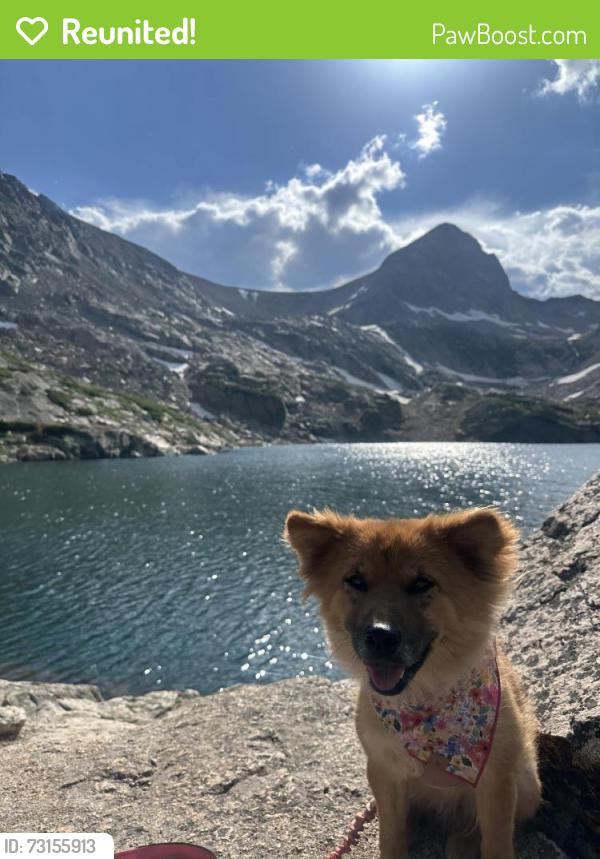 Reunited Female Dog last seen Near W 73rd Ave, Westminster, CO 80030, USA, Westminster, CO 80030