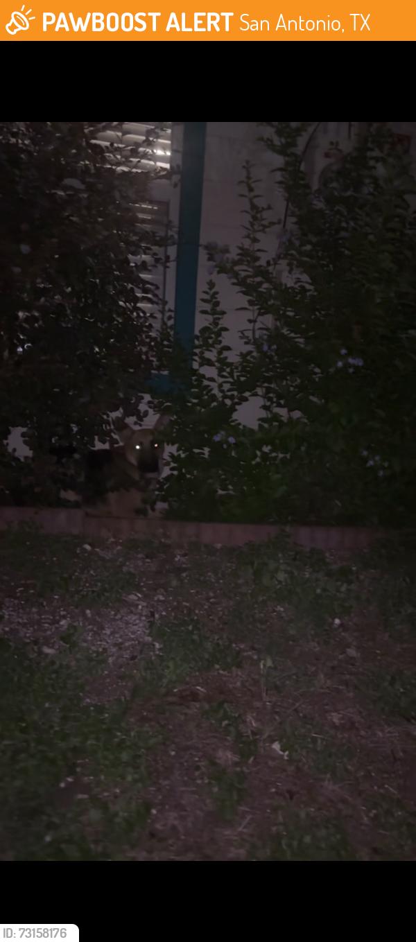 Found/Stray Unknown Dog last seen Norfolk, San Antonio, TX 78201