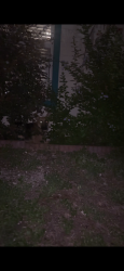 Found/Stray Unknown Dog last seen Norfolk, San Antonio, TX 78201