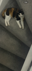 Reunited Female Cat last seen Heathfarm Partington, Partington, England 