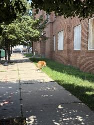 Found/Stray Female Dog last seen Forest ave, Jersey City, NJ 07304