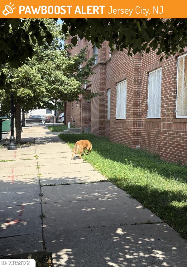 Found/Stray Female Dog last seen Forest ave, Jersey City, NJ 07304