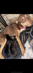 Reunited Female Dog last seen Wyoming st and division st Oxford st, Wilkes-Barre, PA 18706