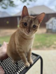 Lost Male Cat last seen Barley Dr., Highland Village, TX 75077
