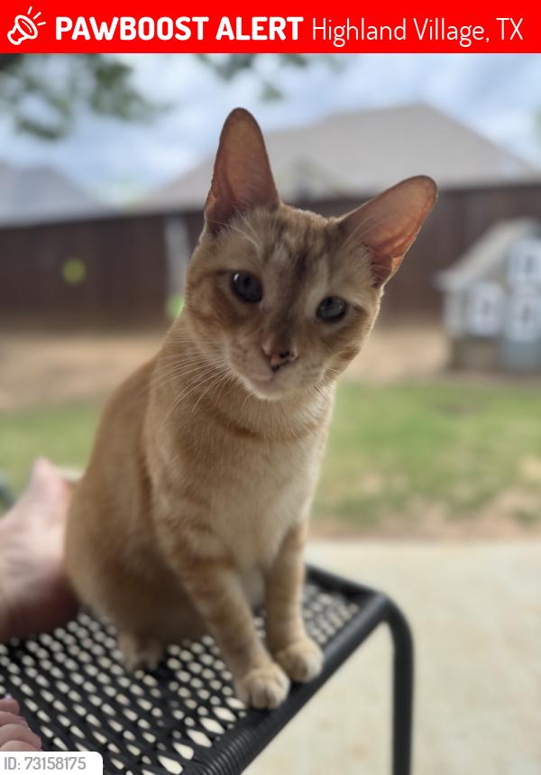 Lost Male Cat last seen Barley Dr., Highland Village, TX 75077