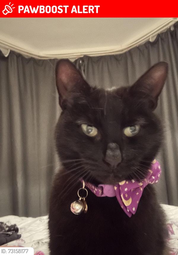 Lost Female Cat last seen Seafield road, Portsmouth, England 