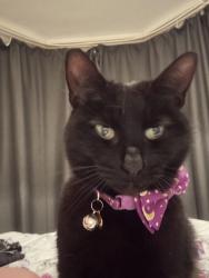 Lost Female Cat last seen Seafield road, Portsmouth, England 