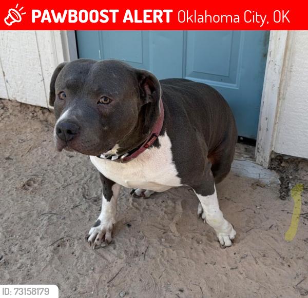 Lost Male Dog last seen Near n lyon blvd, Oklahoma City, OK 73107