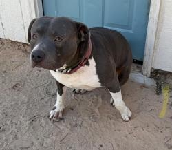 Lost Male Dog last seen Near n lyon blvd, Oklahoma City, OK 73107