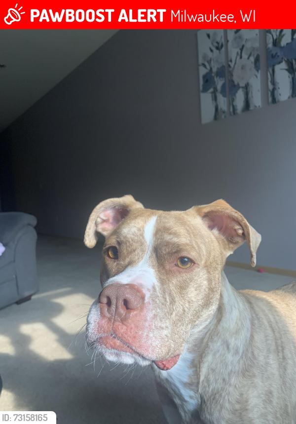 Lost Male Dog last seen Near 42nd and Fairmount Ave, Milwaukee, WI 53209