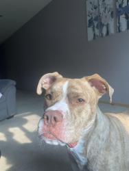 Lost Male Dog last seen Near 42nd and Fairmount Ave, Milwaukee, WI 53209