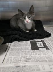 Shelter Stray Male Cat last seen , 11361 W Pico Blvd, Los Angeles, CA 90064, USA