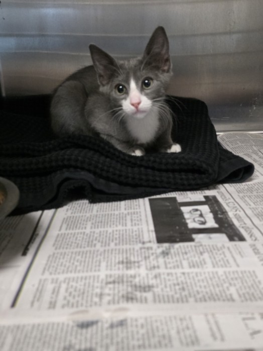 Shelter Stray Male Cat last seen , 11361 W Pico Blvd, Los Angeles, CA 90064, USA