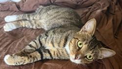 Shelter Stray Female Cat last seen FAIR ST ASTATULA 34705, 12280 County Rd 448, Tavares, FL 32778, USA
