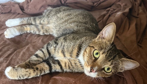 Shelter Stray Female Cat last seen FAIR ST ASTATULA 34705, 12280 County Rd 448, Tavares, FL 32778, USA