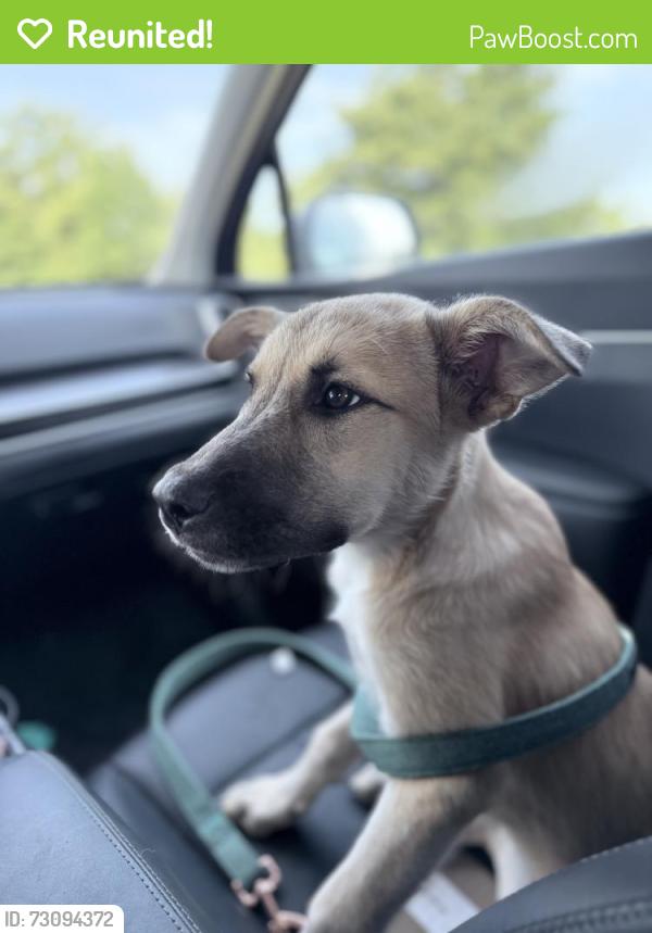 Reunited Female Dog last seen Near Dollar General off of Peebly Road, Oklahoma City, OK 74857