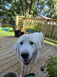 Shelter Stray Female Dog last seen Near BLOCK PENNACOOK RD, 3528 Newburg Rd, Louisville, KY 40218, USA